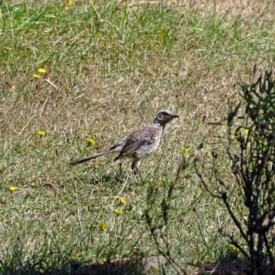 File:Mimus thenca, Valdivia, Los Ríos, Chile 1.jpg