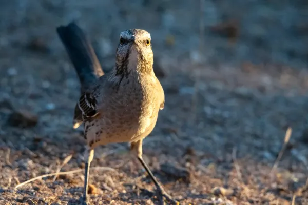 File:Mimus thenca, Melipilla, Santiago, Chile 1.jpg