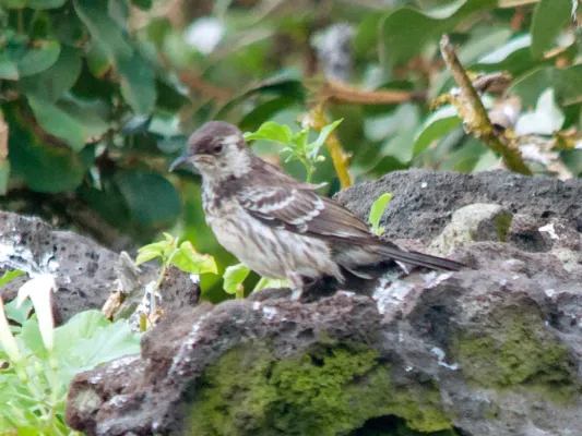 File:Mimus trifasciatus, Floreana, Galápagos 1.jpg