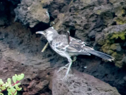 File:Mimus trifasciatus, Floreana, Galápagos 3.jpg