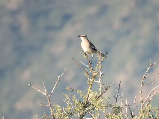 File:Mimus triurus, Pocho, Córdoba, Argentina 1.jpg
