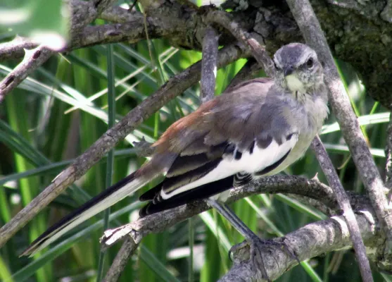 File:Mimus triurus, Buenos Aires, Argentina 6.jpg