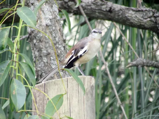 File:Mimus triurus, Buenos Aires, Argentina 7.jpg