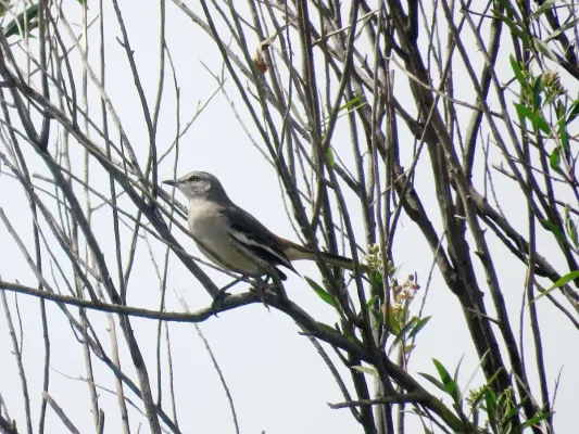 File:Mimus triurus, Buenos Aires, Argentina 8.jpg