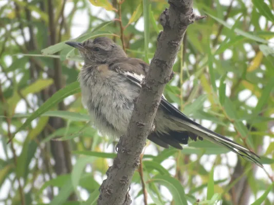 File:Mimus triurus, Buenos Aires, Argentina 10.jpg