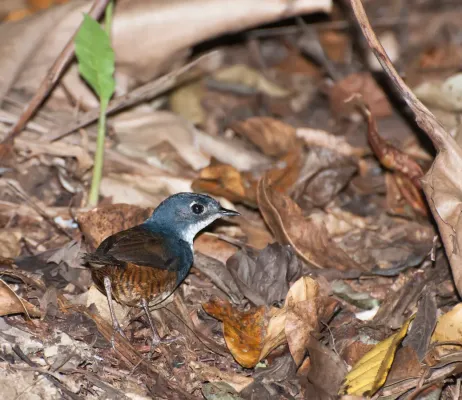 File:Eleoscytalopus indigoticus -Vale do Ribeira, Registro, Sao Paulo, Brasil-8.jpg