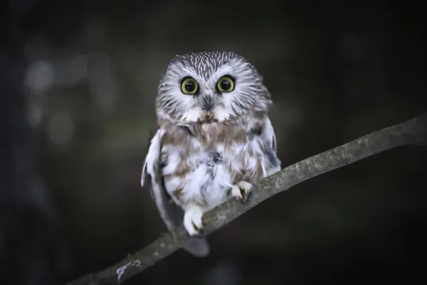 File:Aegolius acadicus (Northern Saw-Whet Owl).jpg