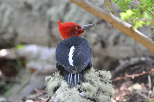 File:Magellanic Woodpecker Male (Campephilus magellanicus).jpg