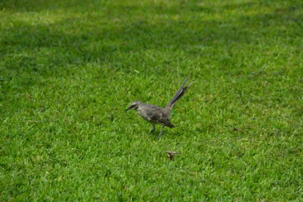 File:Mimus longicaudatus, Lima, Peru 10.jpg