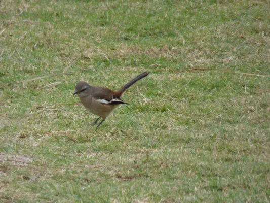 File:Mimus triurus, Santa Fe, Argentina 3.jpg