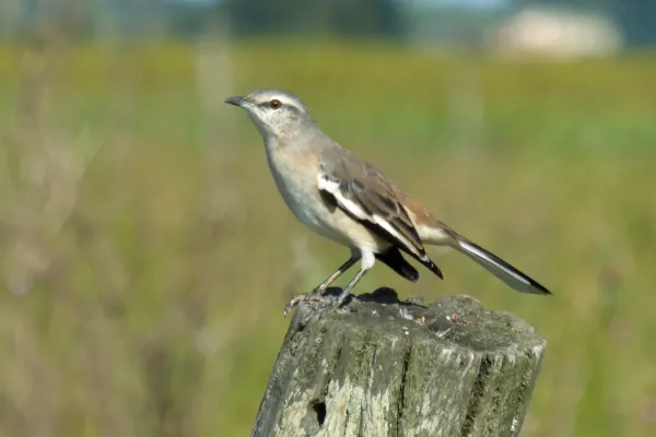 File:Mimus triurus, Las Colonias, Santa Fe, Argentina 1.jpg