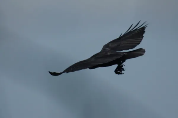 File:Corvus rhipidurus -Ethiopia -flying-8.jpg
