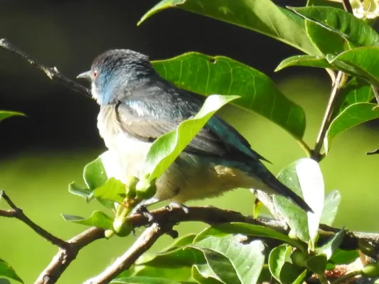 File:Dacnis venusta 43652982.jpg