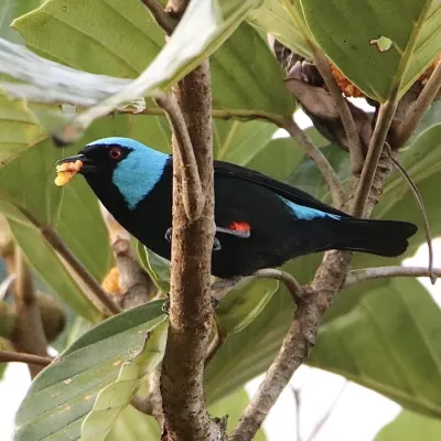 File:Dacnis venusta 58033878.jpg