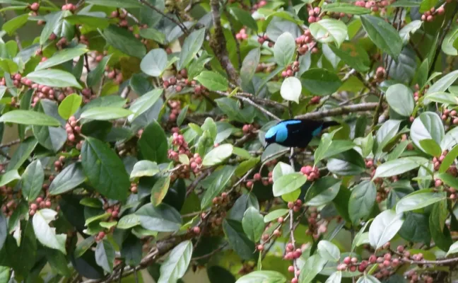 File:Dacnis venusta 149011749.jpg