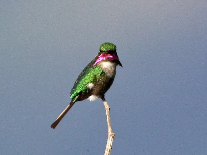 File:Slender-tailed Woodstar (Microstilbon burmeisteri) (8077625617) (cropped).jpg