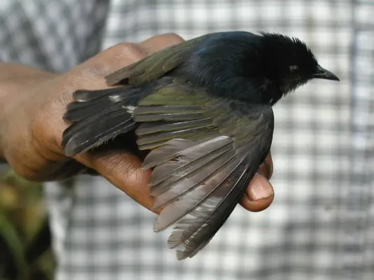 File:Melanocharis nigra.jpg