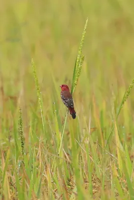 File:Red avadavat (Amandava amandava), red munia.jpg