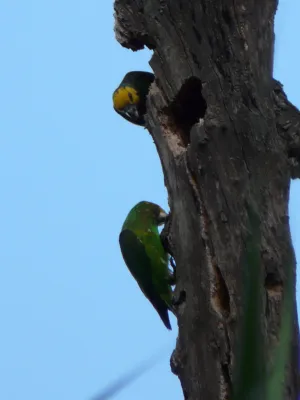 File:Poicephalus flavifrons -Ethiopia-6.jpg