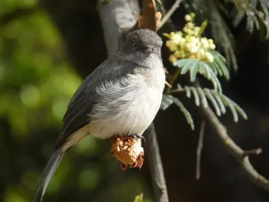 File:Melaenornis chocolatinus -Ethiopia-8.jpg