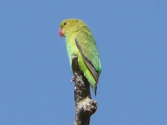 File:Agapornis taranta -Ethiopia -female-8.jpg