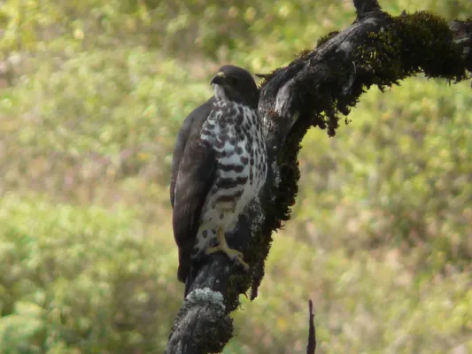 File:Buteo oreophilus -Ethiopia-8.jpg