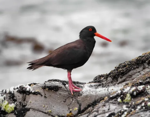 File:Haematopus fuliginosus Bruny.jpg