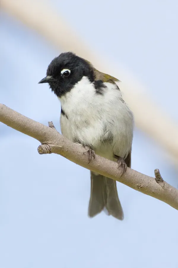 File:Melithreptus affinis Bruny.jpg