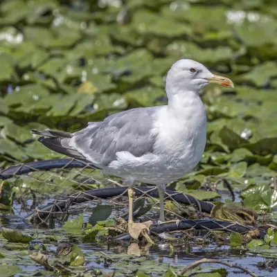 File:Caspian gull (Larus cachinnans) summer Danube delta.jpg