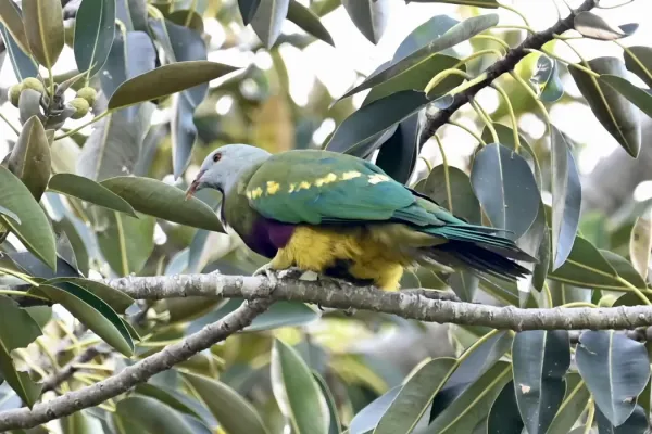 File:Ptilinopus magnificus, Brisbane, Queensland, Australia 1.jpg