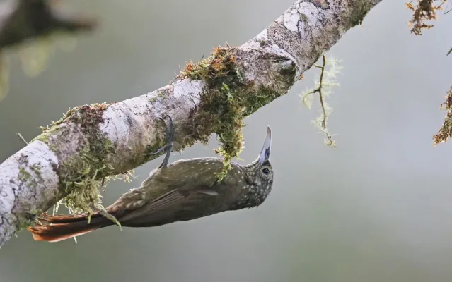 File:Xiphorhynchus triangularis 162661112.jpg