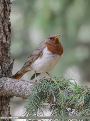 File:Red-throated Thrush (Turdus ruficollis) - Flickr - gilgit2.jpg