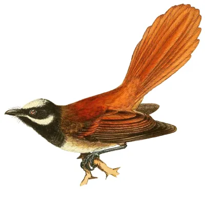 File:Rhipidura matthiae 3.jpg