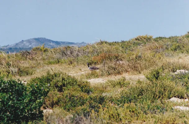 File:Southern Black Korhaan (Afrotis afra).jpg