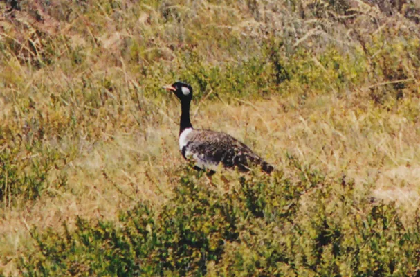 File:Southern Black Korhaan (Afrotis afra)1.jpg