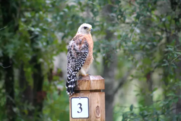 File:Red-shouldered Hawk (Buteo lineatus) at Black Prong Trailhead, Florida.jpg
