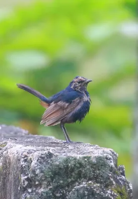 File:Indian robin (Copsychus fulicatus).jpg
