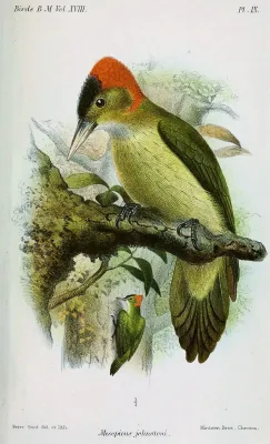 File:Dendropicos elliotii johnstoni.jpg