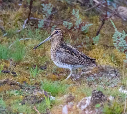 File:Gallinago andina, Huancabamba, Pasco, Peru 1.jpg