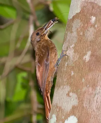 File:Dendrocincla turdina -Vale do Ribeira, Registro, Sao Paulo, Brasil-8.jpg