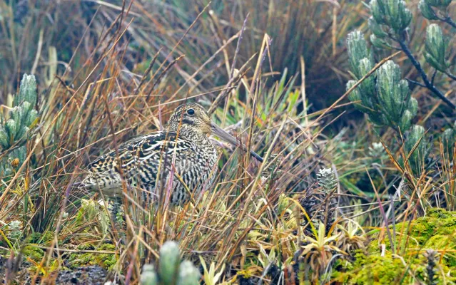 File:Gallinago jamesoni, Quijos, Ecuador 01.jpg