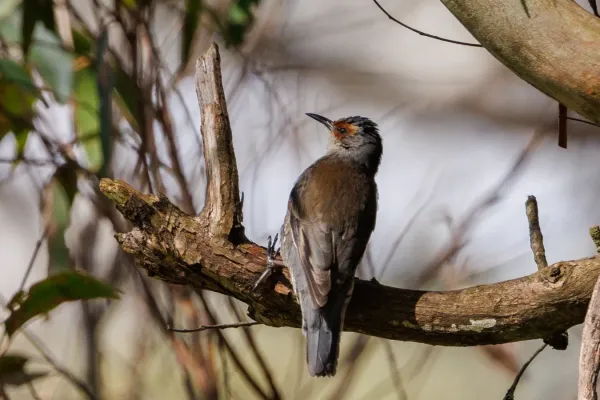File:Red-browed Treecreeper, Climacteris erythrops.jpg