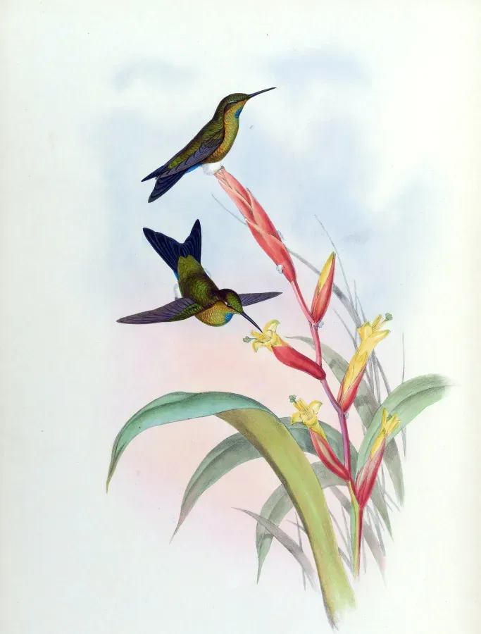 File:Eriocnemis godini.jpg