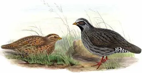 File:Ophrysia superciliosa.jpg
