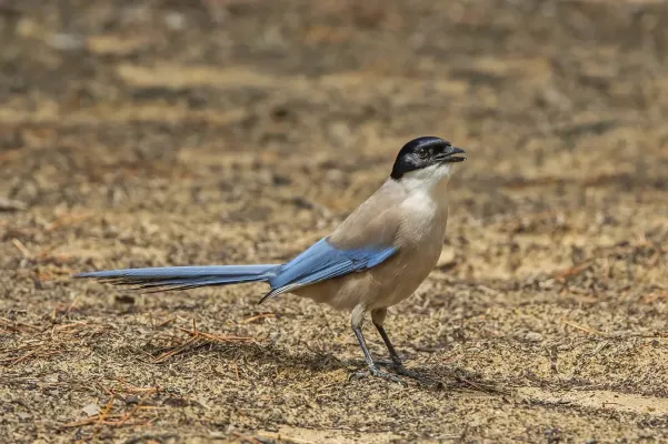 File:Iberian magpie (Cyanopica cooki) 2.jpg