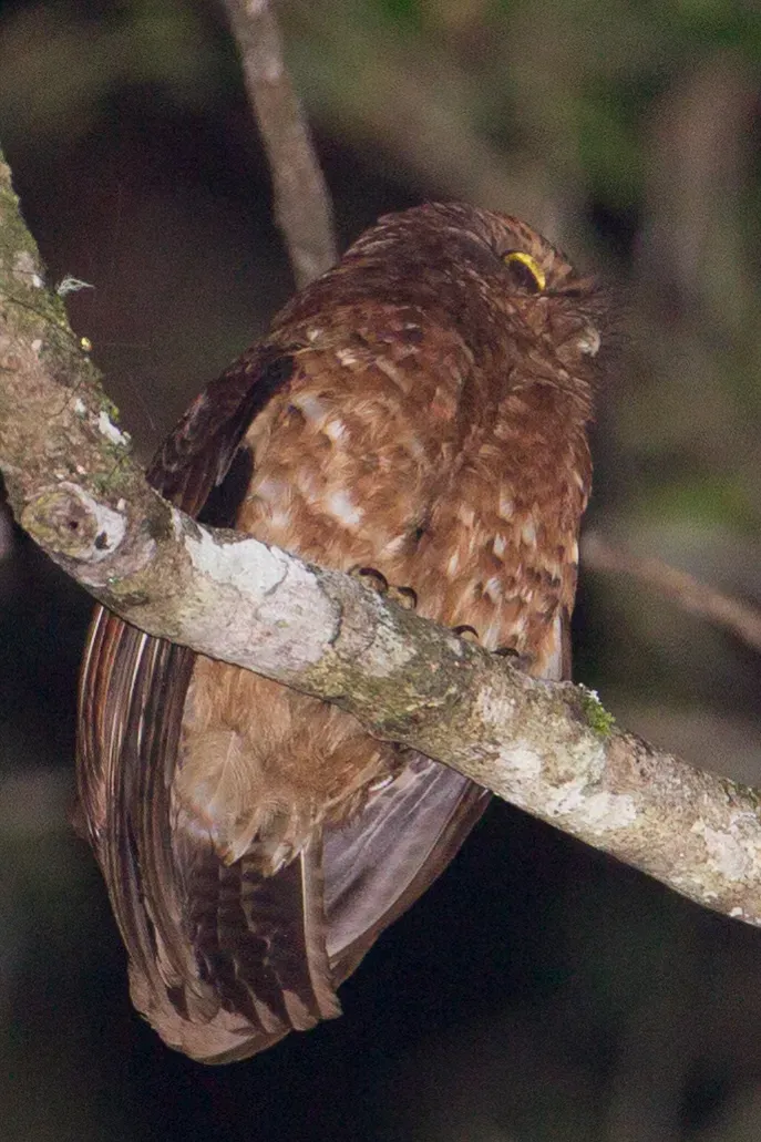 File:Ninox ios 107803800.jpg
