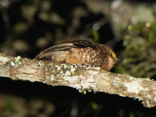 File:Ninox ios 64408626.jpg