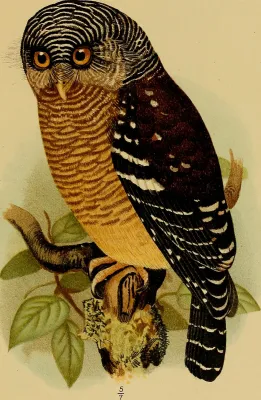 File:Glaucidium sjostedti Image from page 130 of "Svenska vetenskapsakademien handlingar" (1739).jpg