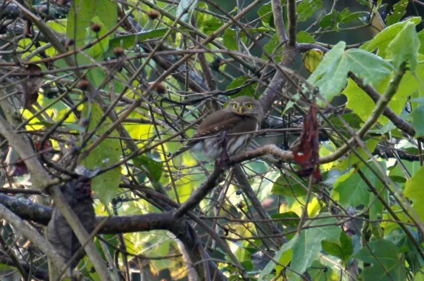 File:Glaucidium sanchezi 6273475.jpg