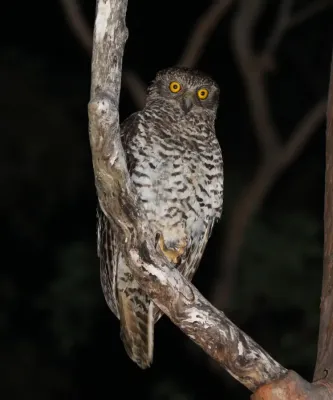 File:Ninox strenua 160023985.jpg